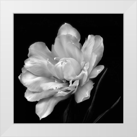 Summers Surprise White Modern Wood Framed Art Print by Britt, Charles