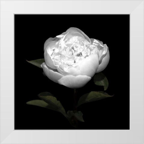 Peony Perfection II White Modern Wood Framed Art Print by Maihara, Jeff