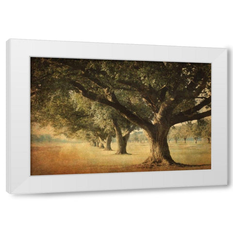 Island Oak White Modern Wood Framed Art Print by Guion, William