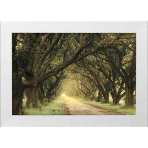 Evergreen Alley White Modern Wood Framed Art Print by Guion, William
