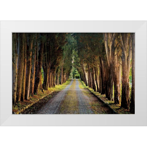 Tree Tunnel White Modern Wood Framed Art Print by Cahill, Michael