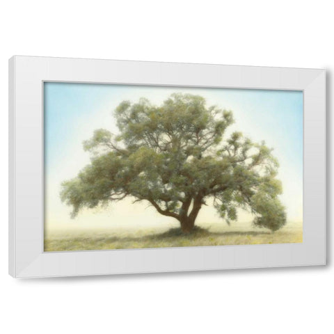 Oak and Blue Sky White Modern Wood Framed Art Print by Guion, William