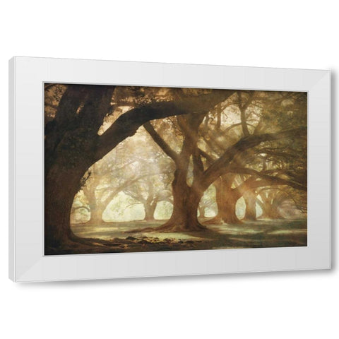 Oak Alley Morning Light White Modern Wood Framed Art Print by Guion, William