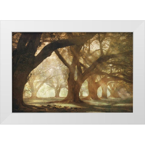 Oak Alley Morning Light White Modern Wood Framed Art Print by Guion, William