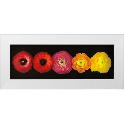 Ranunculus White Modern Wood Framed Art Print by Frank, Assaf