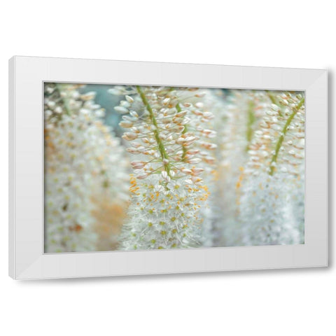 Humbled White Modern Wood Framed Art Print by Frank, Assaf