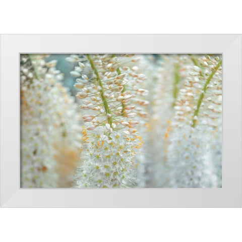 Humbled White Modern Wood Framed Art Print by Frank, Assaf