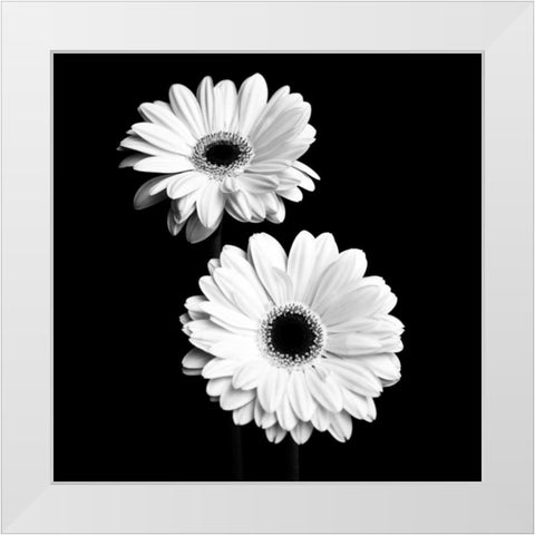 Gerbera Portrait I White Modern Wood Framed Art Print by Maihara, Jeff
