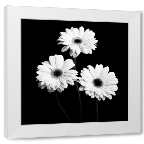 Gerbera Portrait II White Modern Wood Framed Art Print by Maihara, Jeff