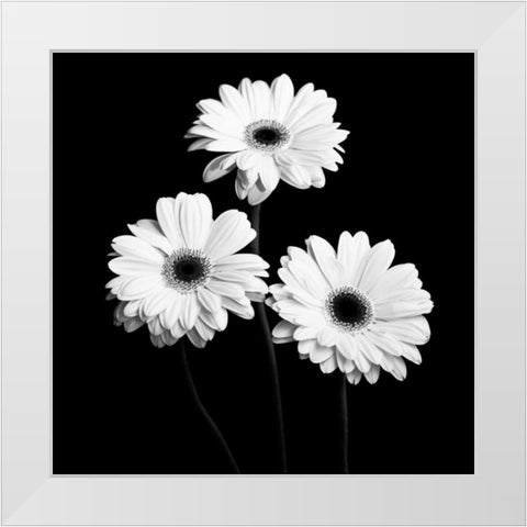 Gerbera Portrait II White Modern Wood Framed Art Print by Maihara, Jeff
