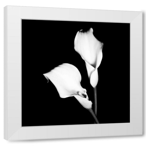 Calla Portrait I White Modern Wood Framed Art Print by Maihara, Jeff