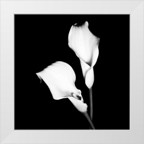Calla Portrait I White Modern Wood Framed Art Print by Maihara, Jeff