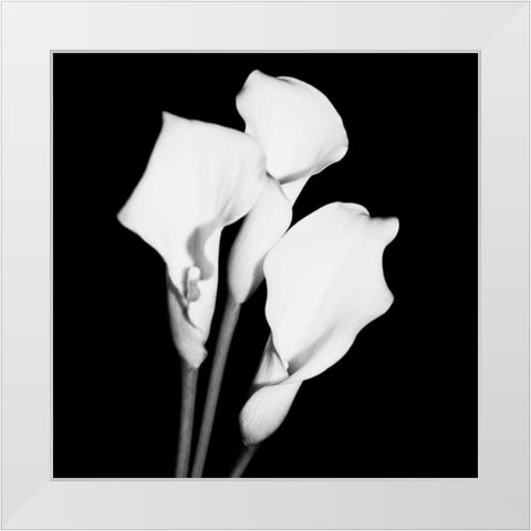 Calla Portrait II White Modern Wood Framed Art Print by Maihara, Jeff