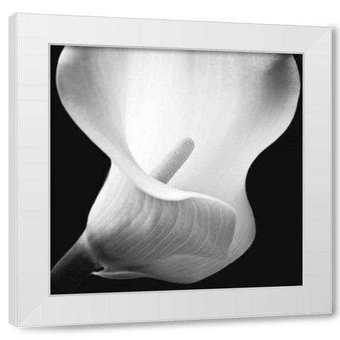 Softness I White Modern Wood Framed Art Print by Frank, Assaf