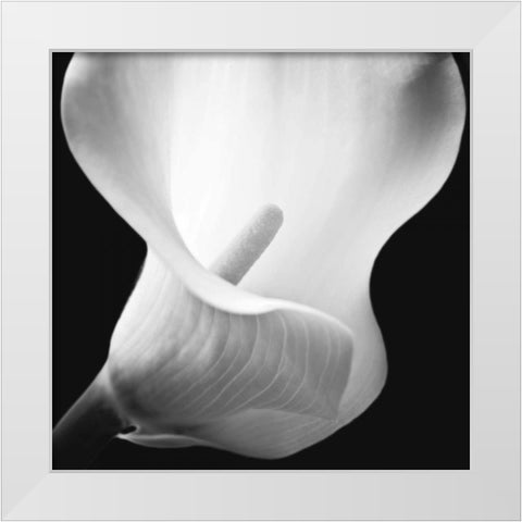 Softness I White Modern Wood Framed Art Print by Frank, Assaf