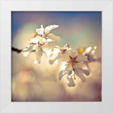 Soft Bloom I White Modern Wood Framed Art Print by Frank, Assaf