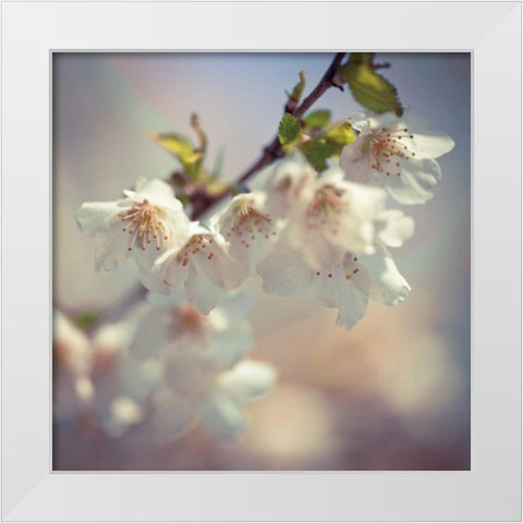 Soft bloom II White Modern Wood Framed Art Print by Frank, Assaf