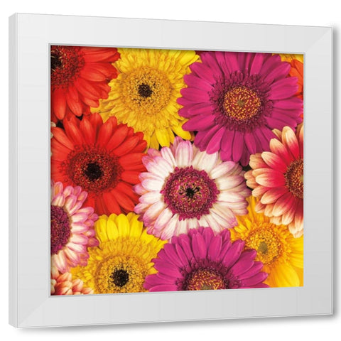 Splash of Color I White Modern Wood Framed Art Print by Frank, Assaf