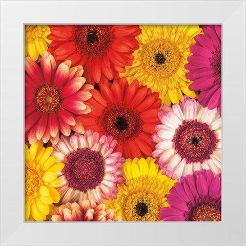 Splash of Color II White Modern Wood Framed Art Print by Frank, Assaf