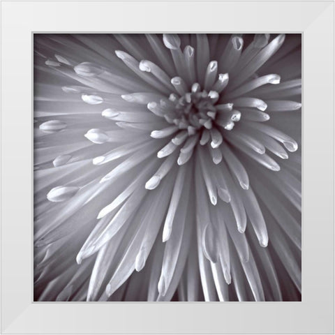 Natural Designs II White Modern Wood Framed Art Print by Frank, Assaf
