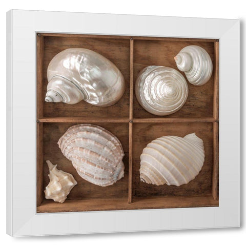 Seashells Treasures II White Modern Wood Framed Art Print by Frank, Assaf
