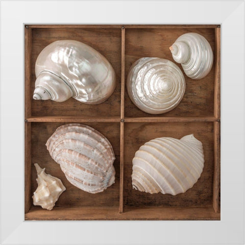 Seashells Treasures II White Modern Wood Framed Art Print by Frank, Assaf