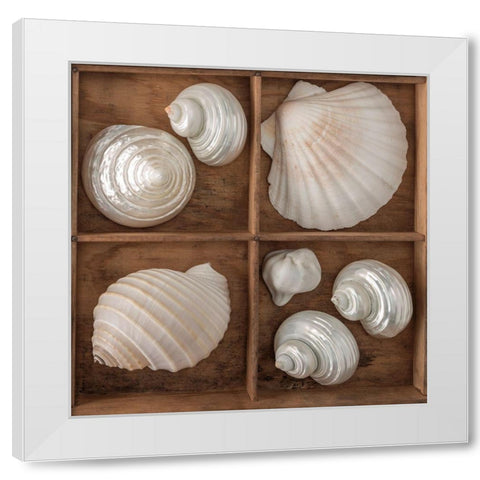 Seashells Treasures III White Modern Wood Framed Art Print by Frank, Assaf