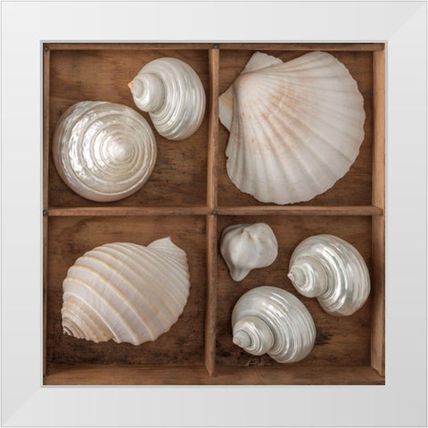 Seashells Treasures III White Modern Wood Framed Art Print by Frank, Assaf