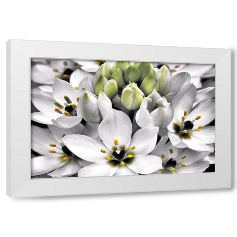 Blooming Stars White Modern Wood Framed Art Print by Frates, Dennis