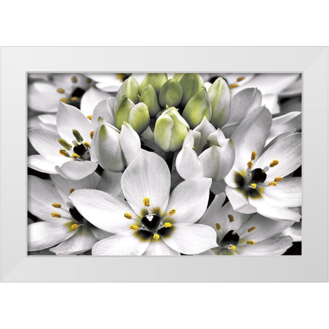 Blooming Stars White Modern Wood Framed Art Print by Frates, Dennis