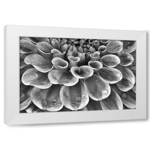 Silver Dahlia White Modern Wood Framed Art Print by Frates, Dennis