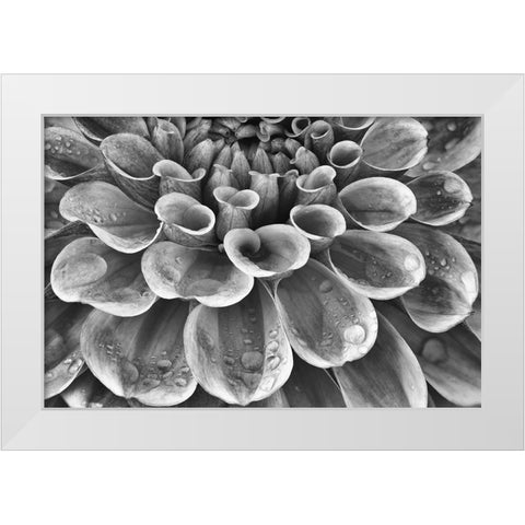 Silver Dahlia White Modern Wood Framed Art Print by Frates, Dennis