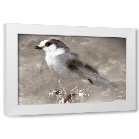 Grey Jay I White Modern Wood Framed Art Print by Fontaine, Stephane