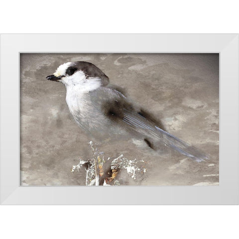 Grey Jay I White Modern Wood Framed Art Print by Fontaine, Stephane