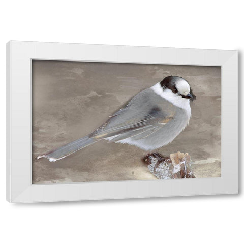 Grey Jay II White Modern Wood Framed Art Print by Fontaine, Stephane
