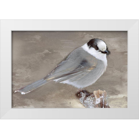 Grey Jay II White Modern Wood Framed Art Print by Fontaine, Stephane