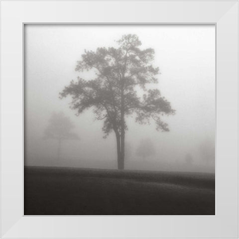 Fog Tree Study I White Modern Wood Framed Art Print by Cook, Jamie