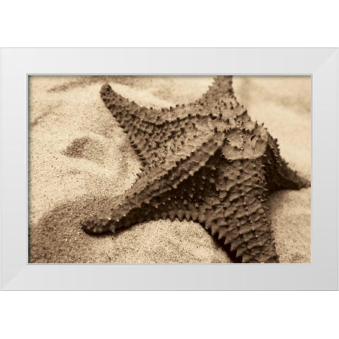 Starfish White Modern Wood Framed Art Print by Schick, Cyndi