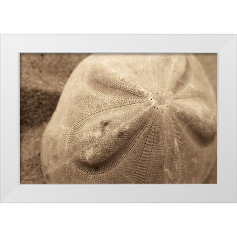 Sand Dollar White Modern Wood Framed Art Print by Schick, Cyndi