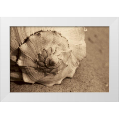 Conch White Modern Wood Framed Art Print by Schick, Cyndi