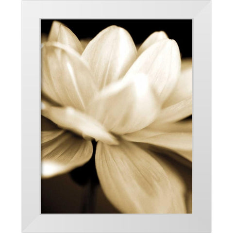 Radiance II White Modern Wood Framed Art Print by Ryan, Cinzia