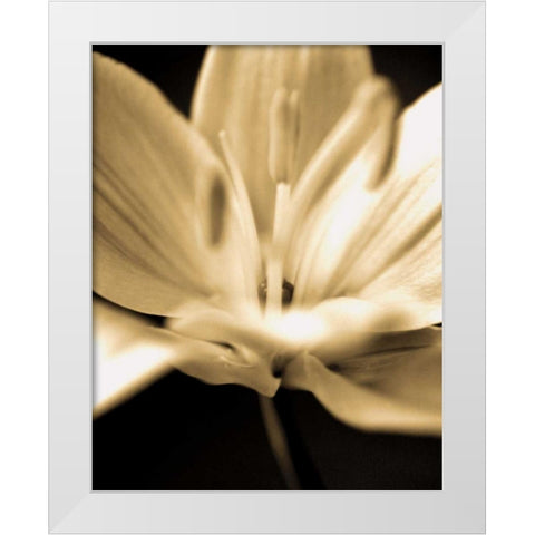 Radiance III White Modern Wood Framed Art Print by Ryan, Cinzia
