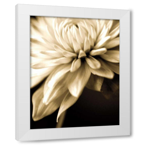 Radiance IV White Modern Wood Framed Art Print by Ryan, Cinzia