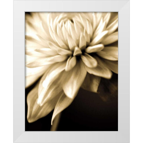 Radiance IV White Modern Wood Framed Art Print by Ryan, Cinzia