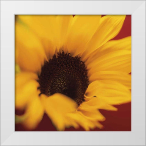 Sunflower on Red White Modern Wood Framed Art Print by Butler, Jane-Ann