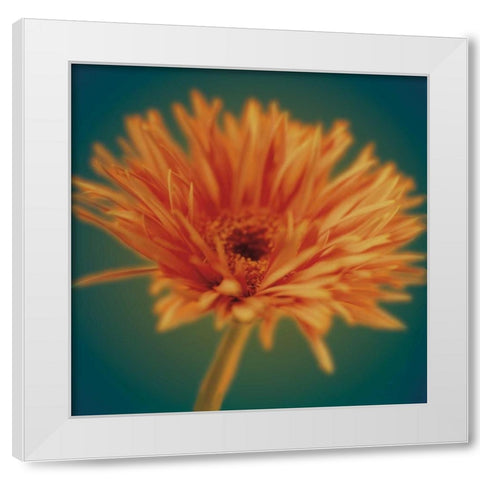 Chrysanthemum on Turquoise White Modern Wood Framed Art Print by Butler, Jane-Ann