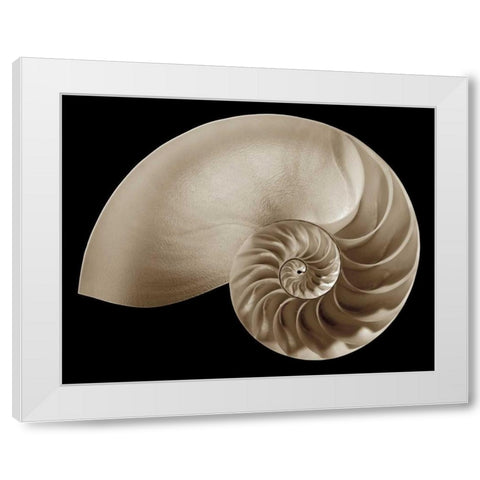 Ocean Keepsake II White Modern Wood Framed Art Print by Britt, Charles