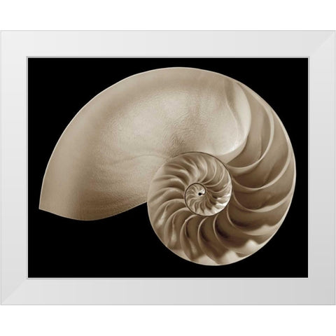 Ocean Keepsake II White Modern Wood Framed Art Print by Britt, Charles