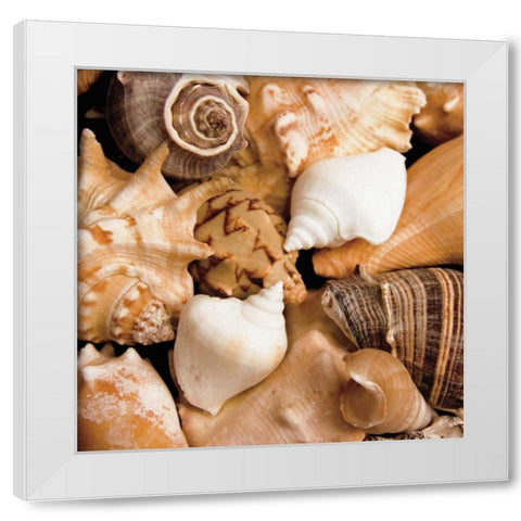 Beachside Shells White Modern Wood Framed Art Print by Maihara/Watt, Jeff/Boyce