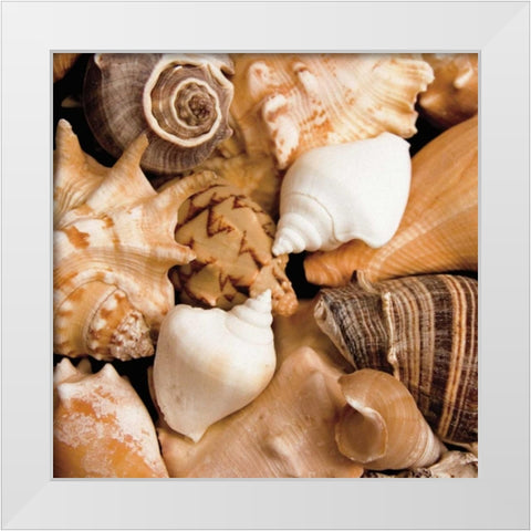 Beachside Shells White Modern Wood Framed Art Print by Maihara/Watt, Jeff/Boyce